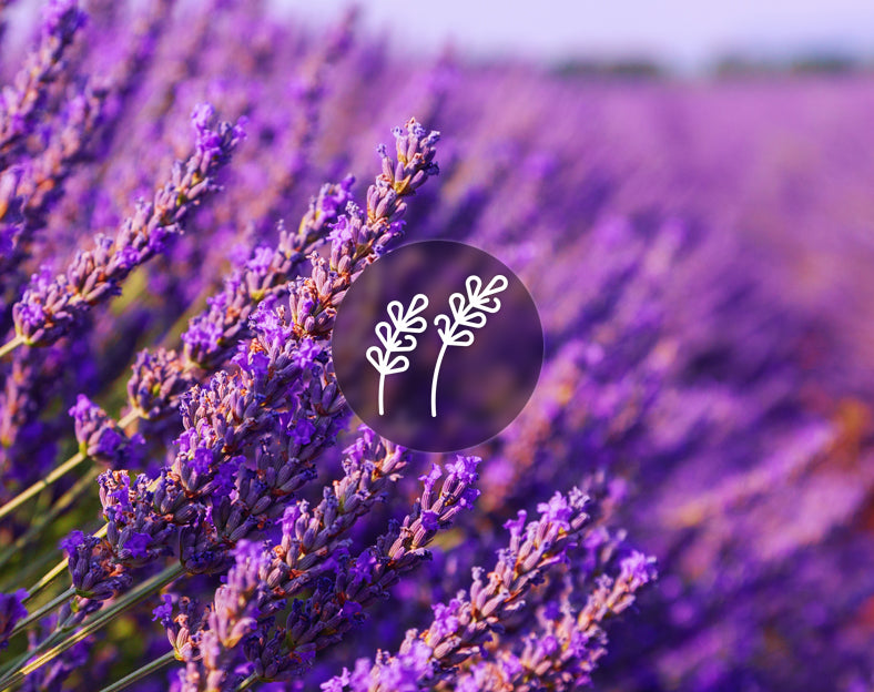 Lavender. Lavandula Officinalis. Improves Sleep, Immediate Relaxation, Relieves Tension, Repels Insects. Aromanite Essential Oils Box Set. 100% Pure and Natural Essential Oils. Free shipping to Malta & Gozo. Shop Now Exclusive to Malta.