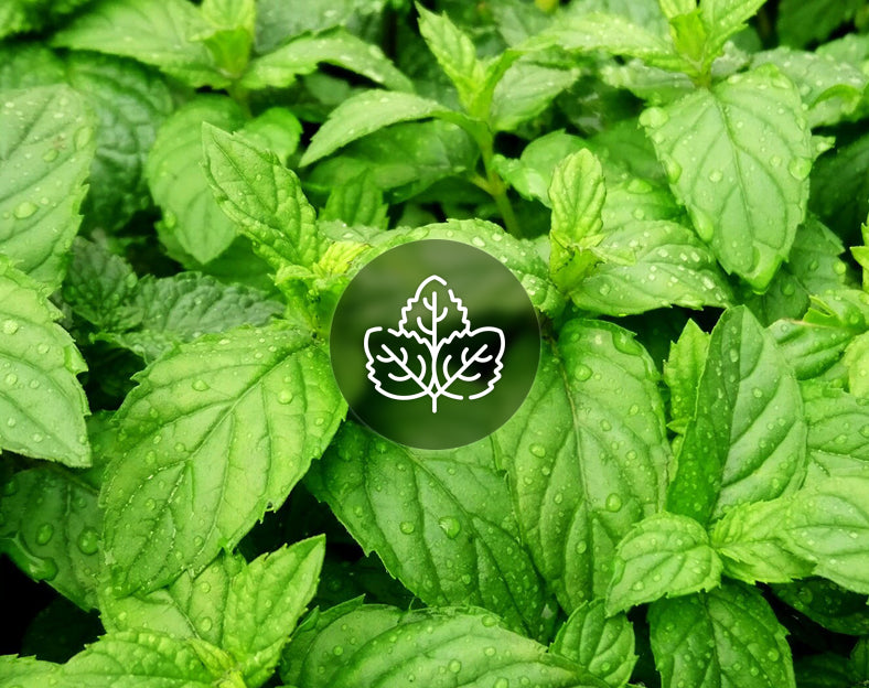 Peppermint. Mentha Piperita. Immediate Relaxation, Increases Concentration, Increases Energy, Detoxify. Aromanite Essential Oils Box Set. 100% Pure and Natural Essential Oils. Free shipping to Malta & Gozo. Shop Now Exclusive to Malta.